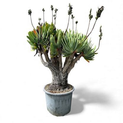 Fan Aloe (Aloe plicatilis) / X Large 70L