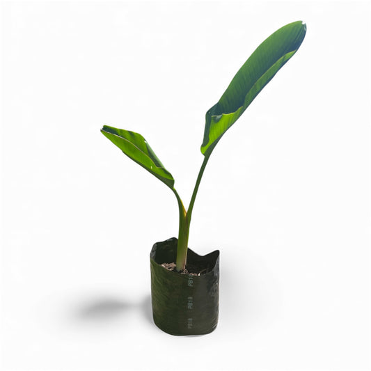 STRELITZIA NICOLAI / Giant Bird of Paradise