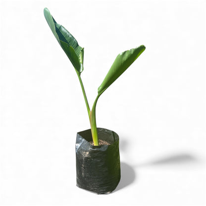 STRELITZIA NICOLAI / Giant Bird of Paradise