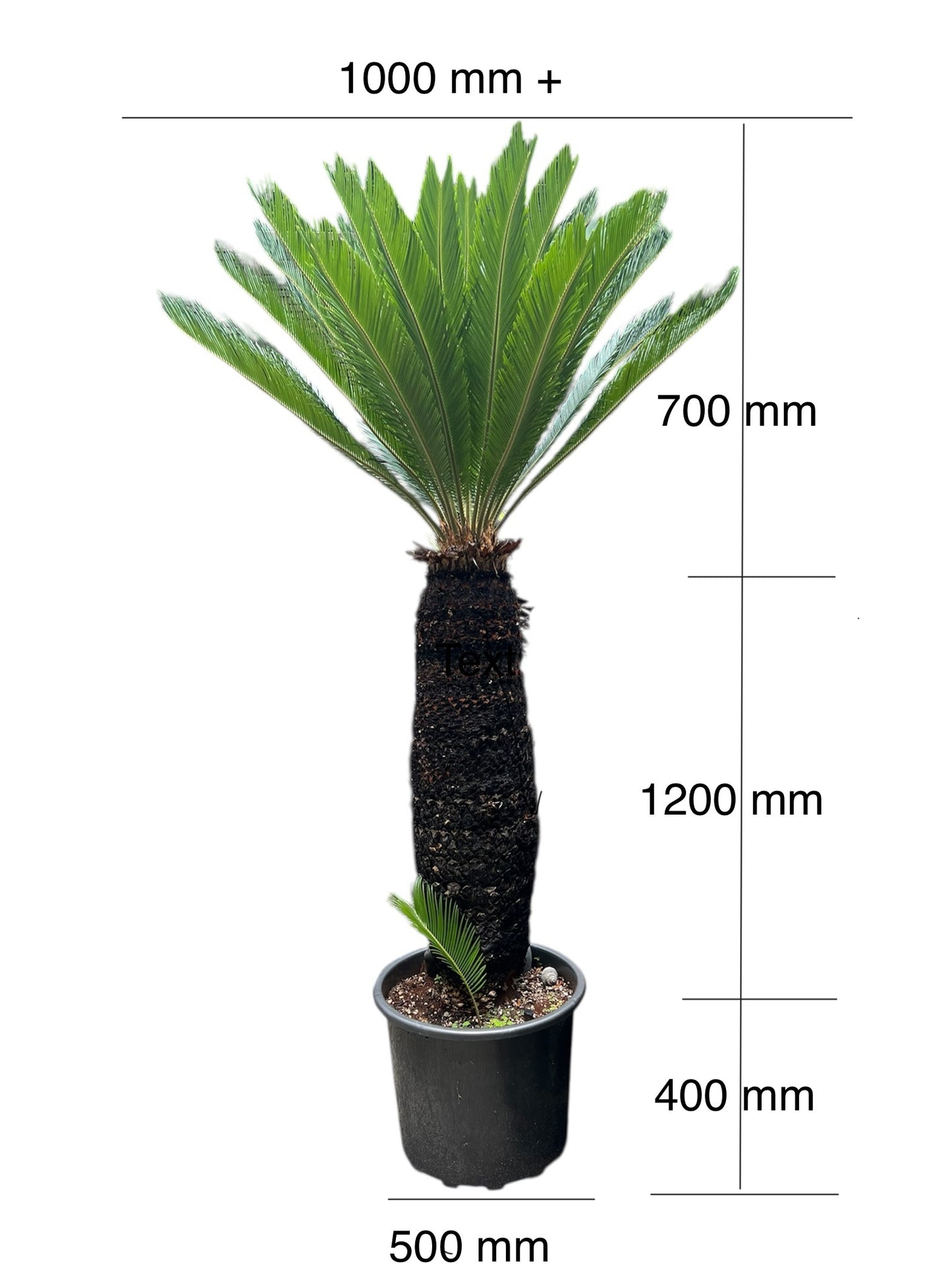 King Sago | Cycas revoluta 50ltr