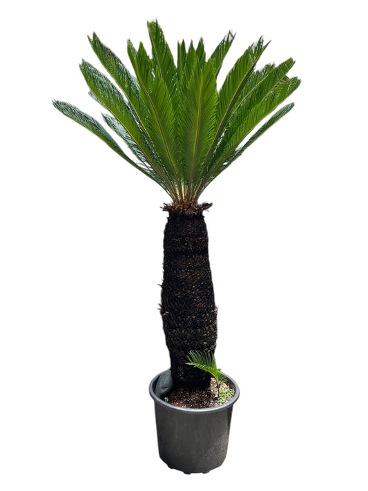King Sago | Cycas revoluta 50ltr