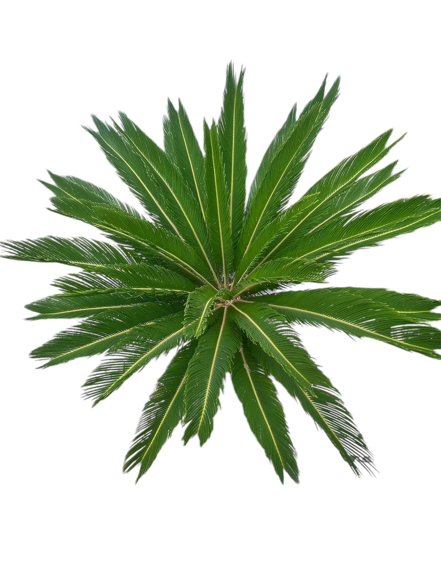 King Sago | Cycas revoluta 50ltr