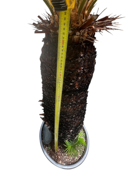 King Sago | Cycas revoluta 50ltr