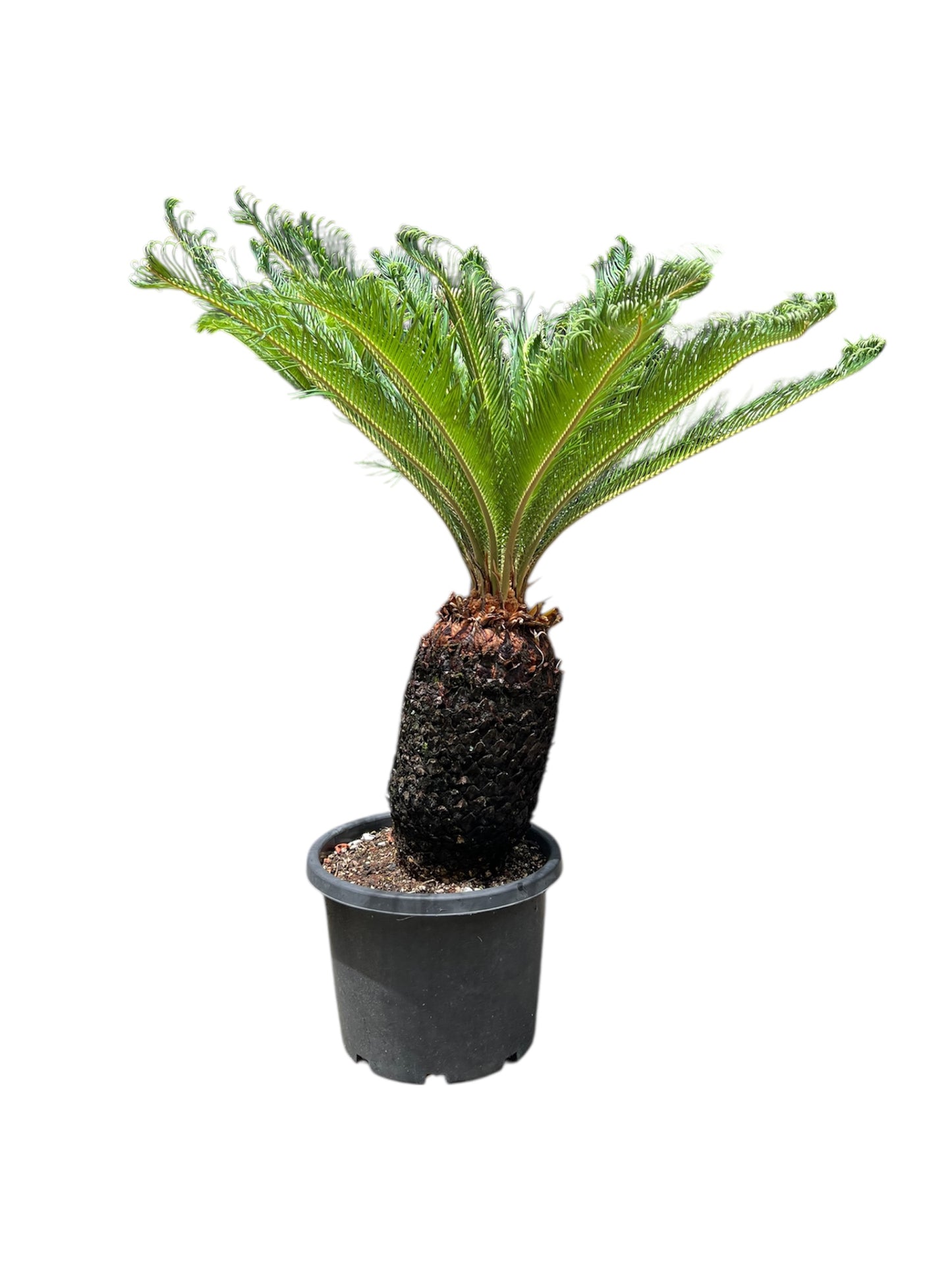 King Sago | Cycas revoluta 30ltr