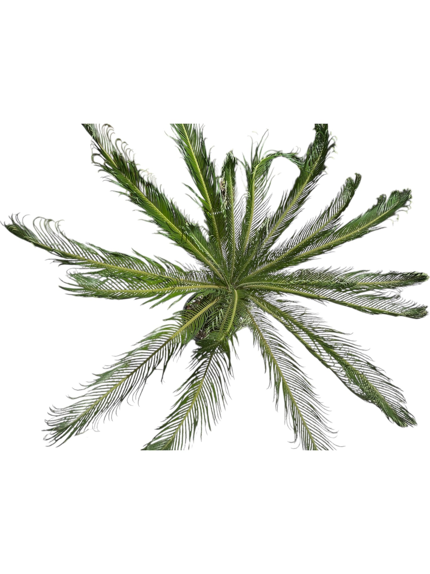 King Sago | Cycas revoluta 30ltr