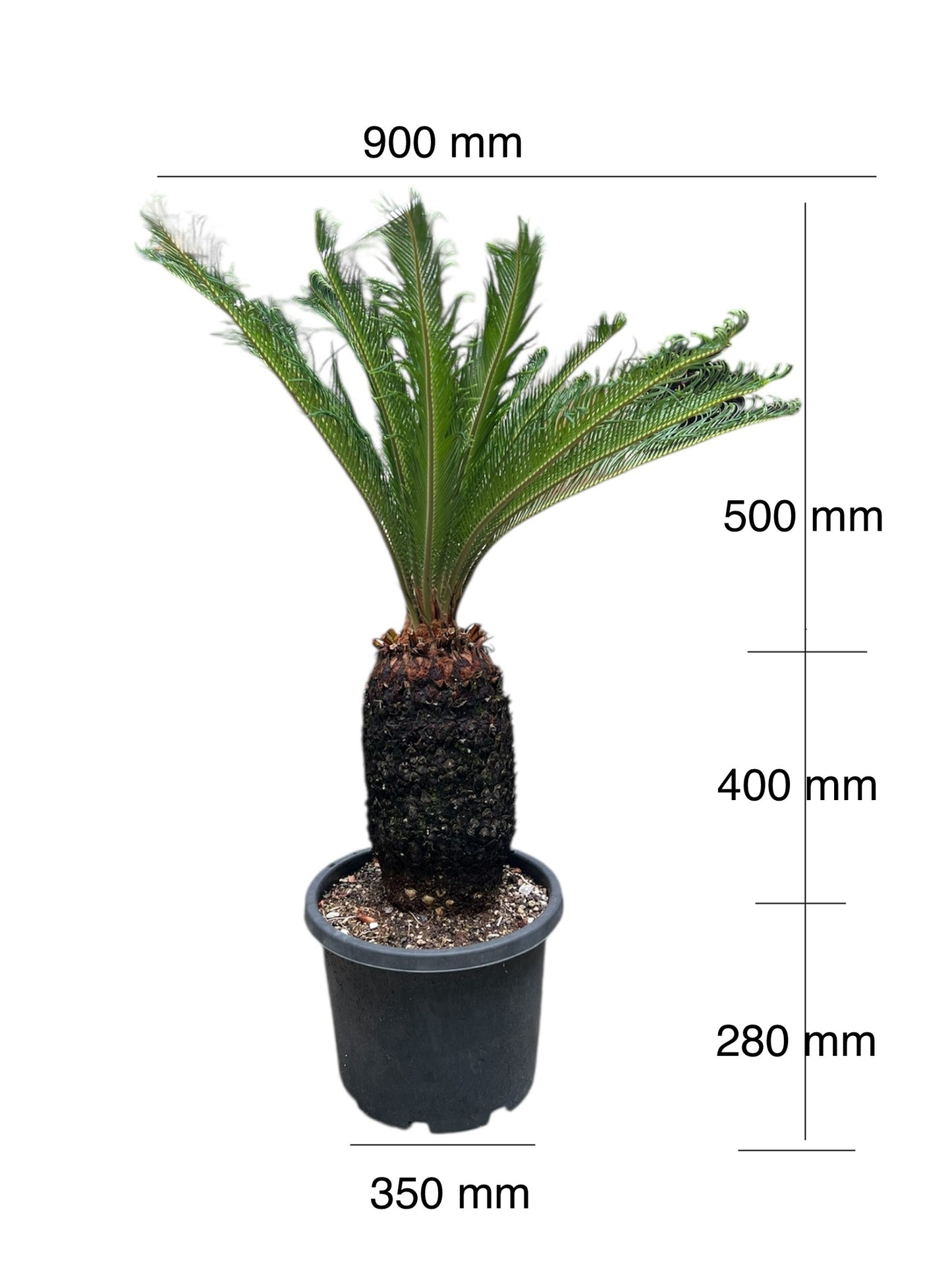 King Sago | Cycas revoluta 30ltr