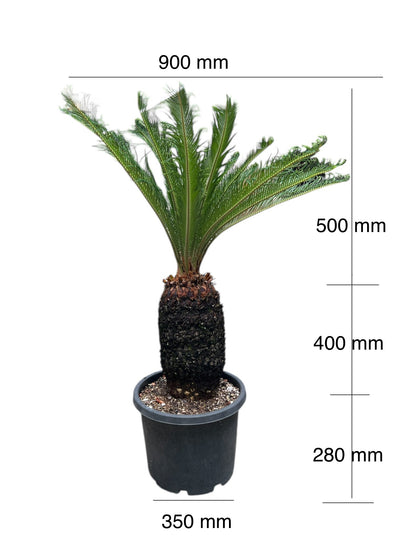 King Sago | Cycas revoluta 30ltr
