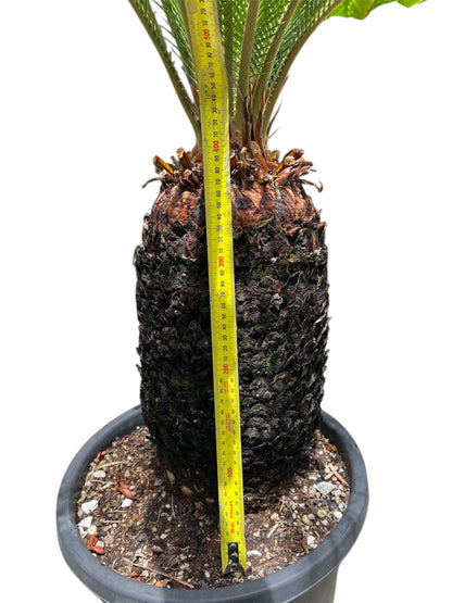 King Sago | Cycas revoluta 30ltr