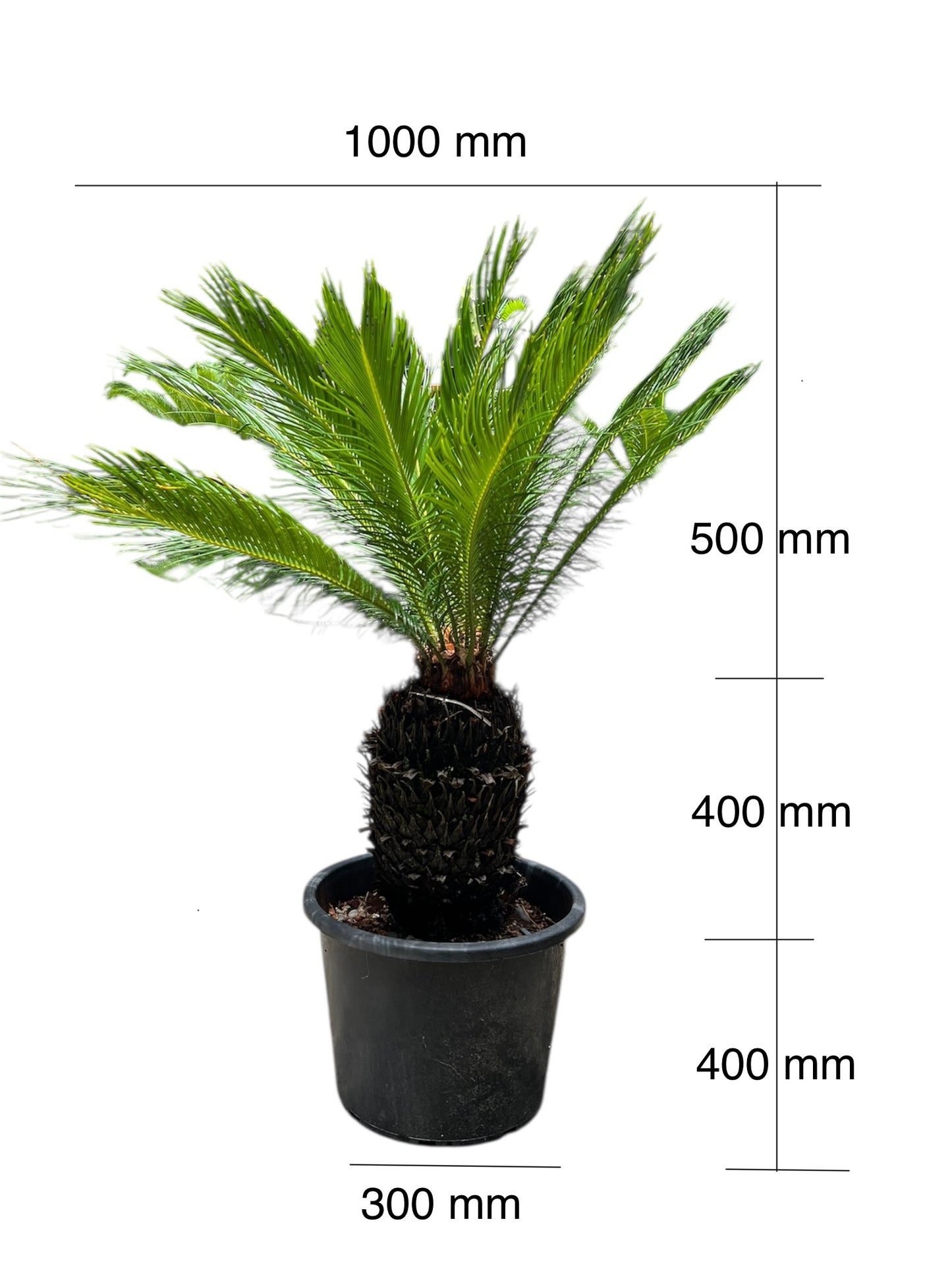 King Sago | Cycas revoluta 30ltr