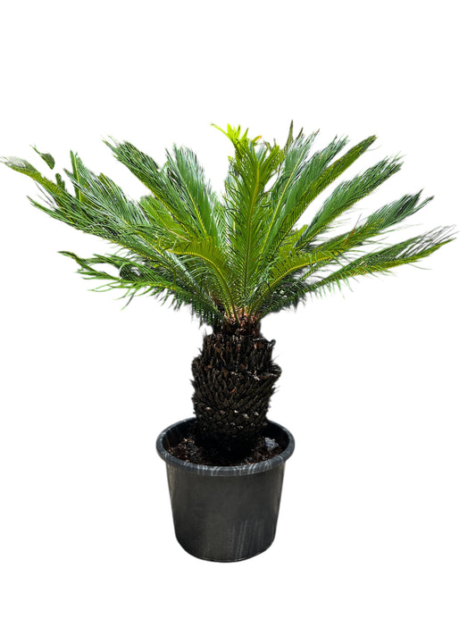 King Sago | Cycas revoluta 30ltr