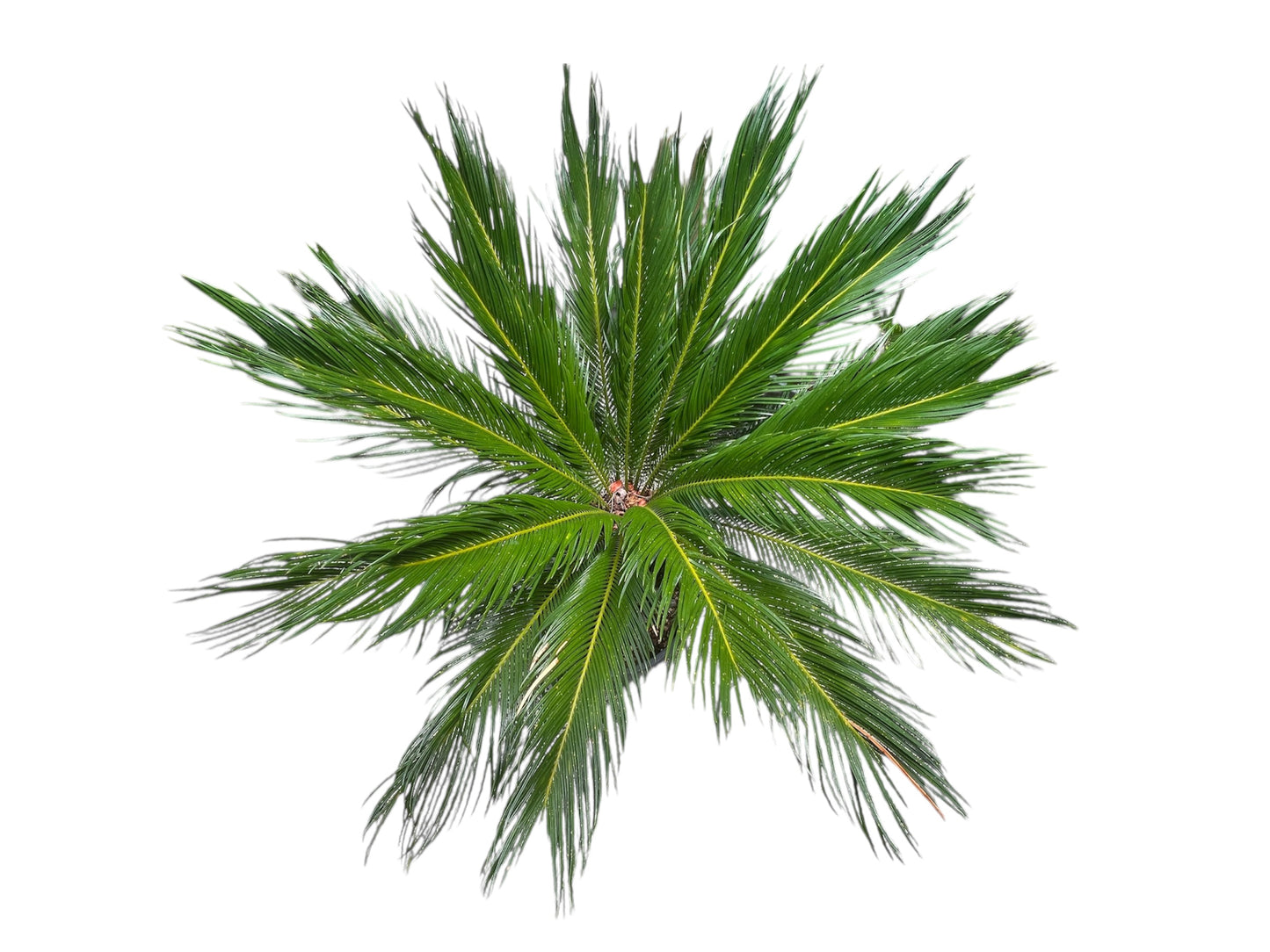 King Sago | Cycas revoluta 30ltr