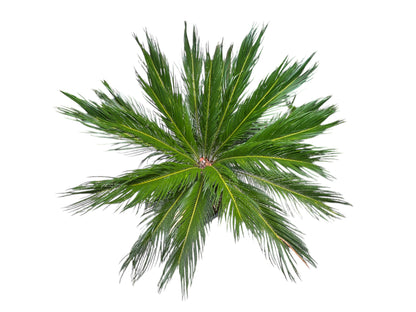 King Sago | Cycas revoluta Twin Heads 30ltr