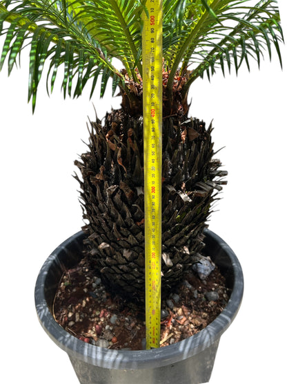 King Sago | Cycas revoluta 30ltr