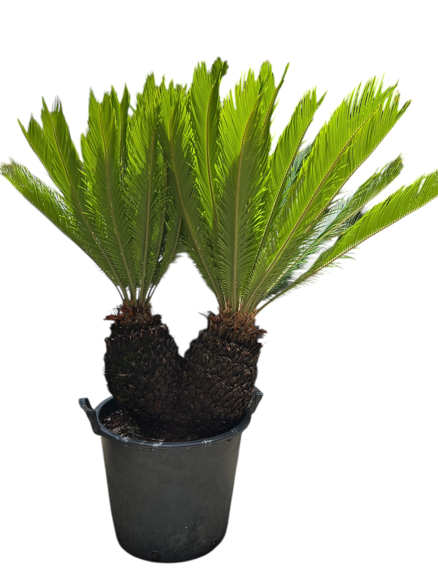 King Sago | Cycas revoluta Twin Heads 30ltr
