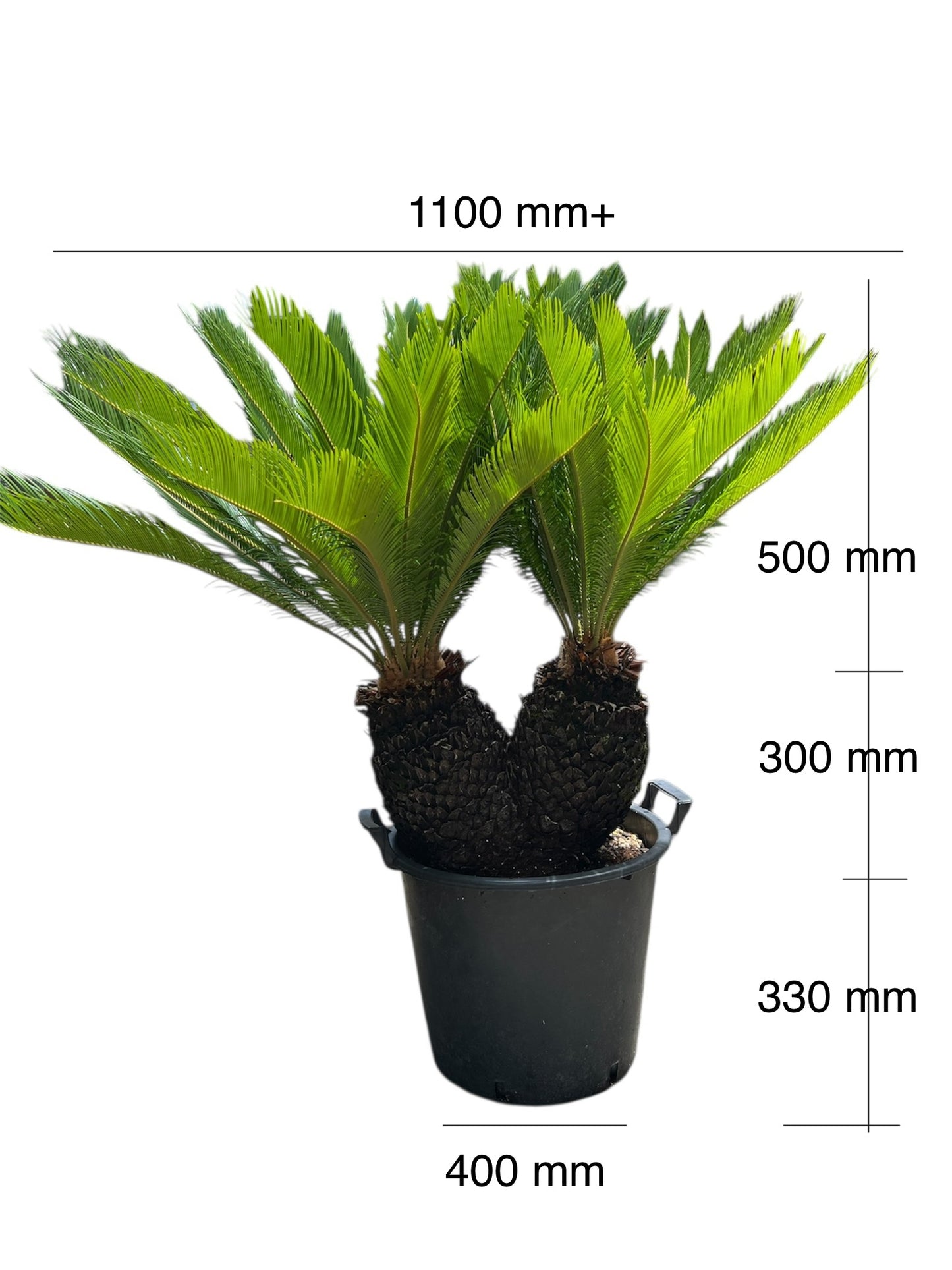 King Sago | Cycas revoluta Twin Heads 30ltr