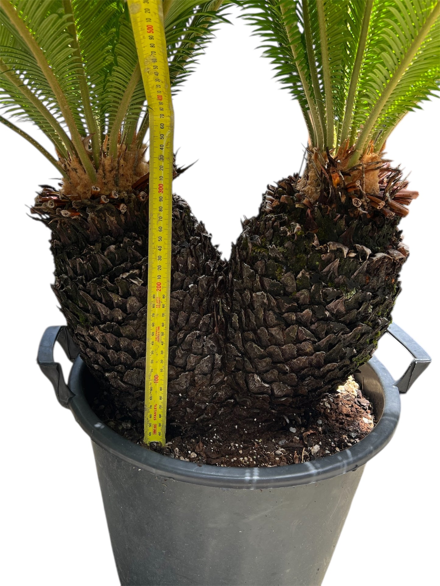 King Sago | Cycas revoluta Twin Heads 30ltr