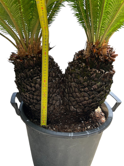 King Sago | Cycas revoluta Twin Heads 30ltr