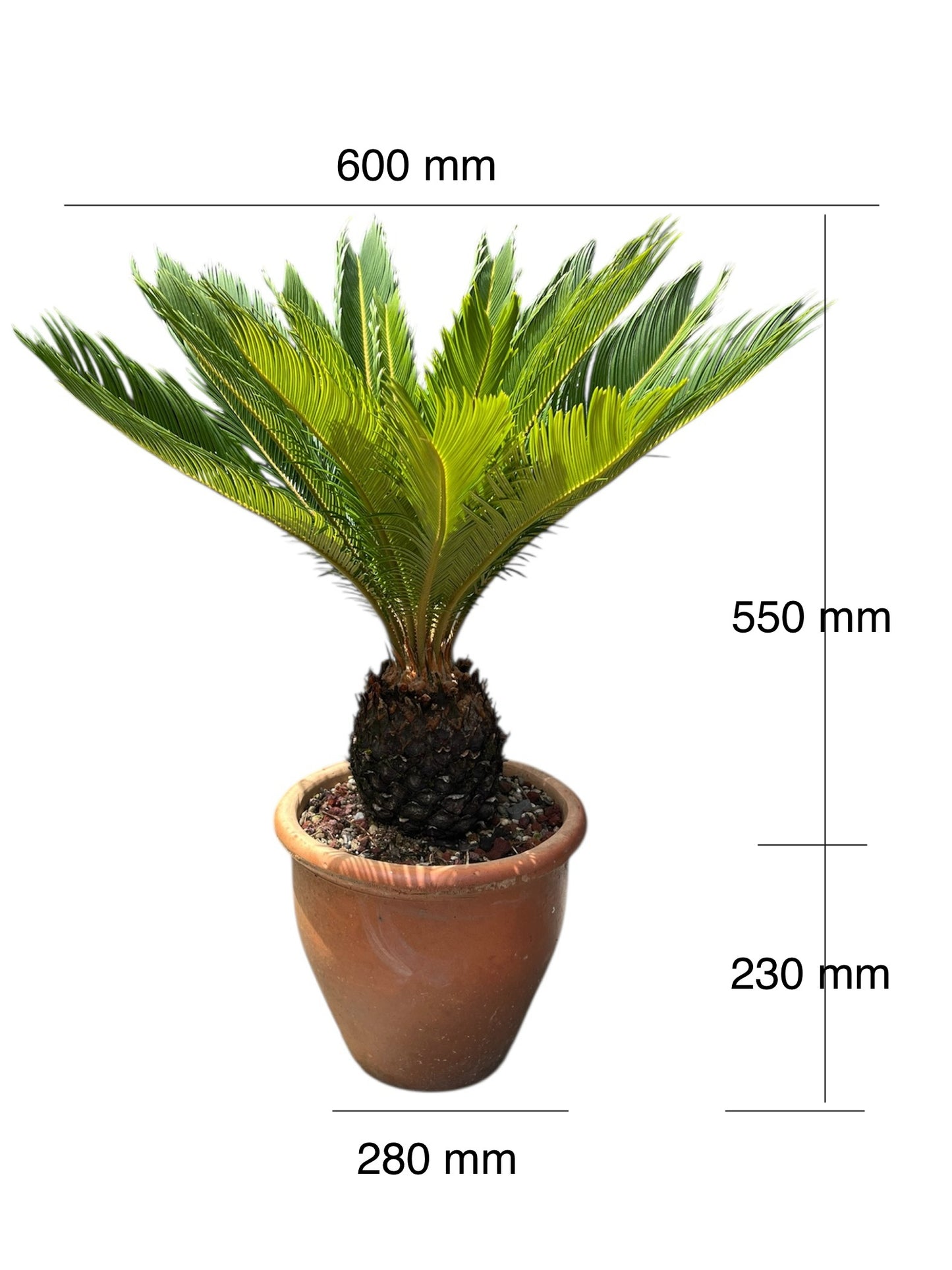 King Sago | Cycas revoluta in Terracota Pot 10ltr