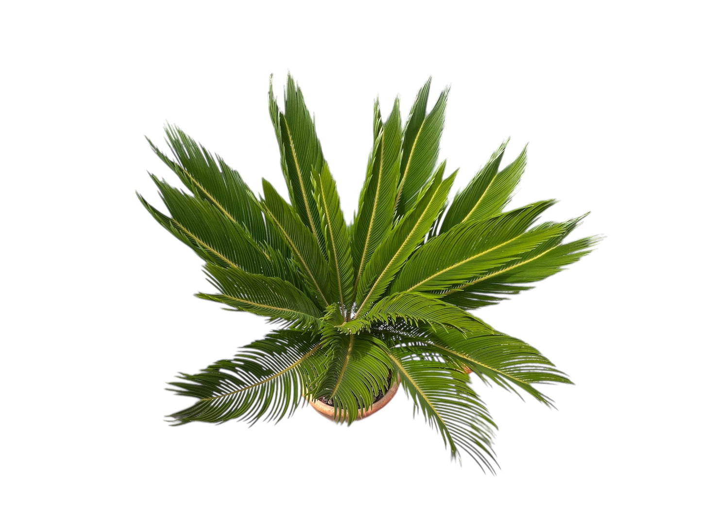 King Sago | Cycas revoluta in Terracota Pot 10ltr