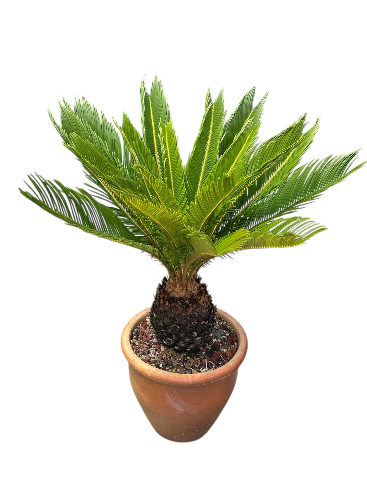 King Sago | Cycas revoluta in Terracota Pot 10ltr