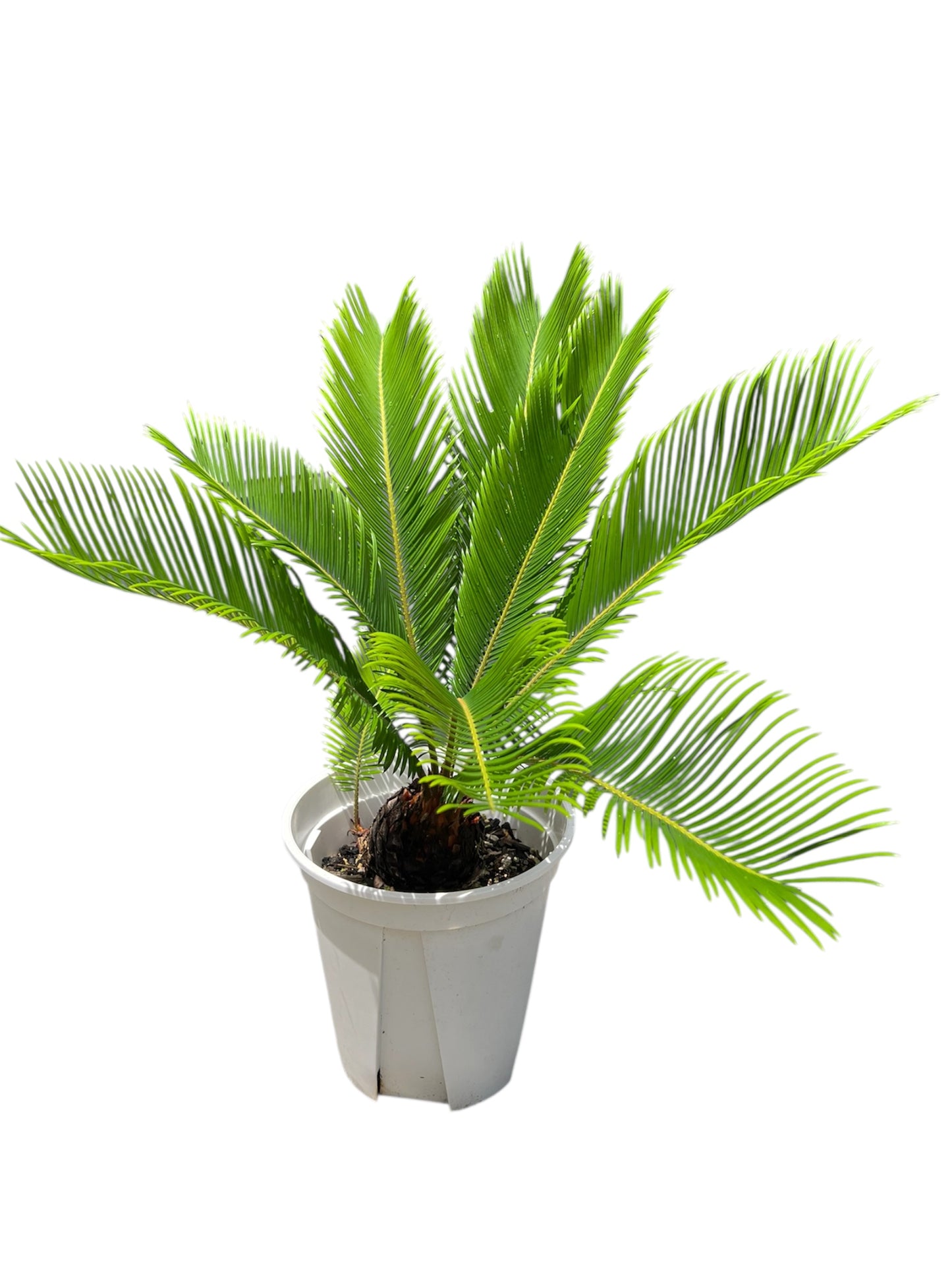 King Sago | Cycas revoluta 12ltr