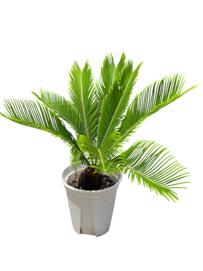 King Sago | Cycas revoluta 12ltr