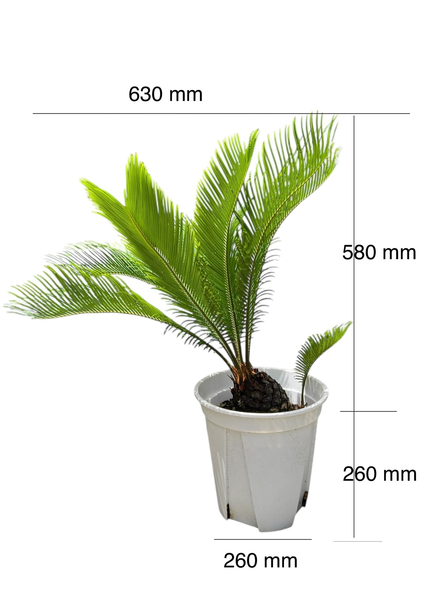 King Sago | Cycas revoluta 12ltr