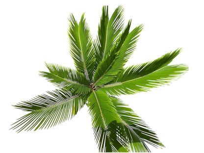King Sago | Cycas revoluta 12ltr