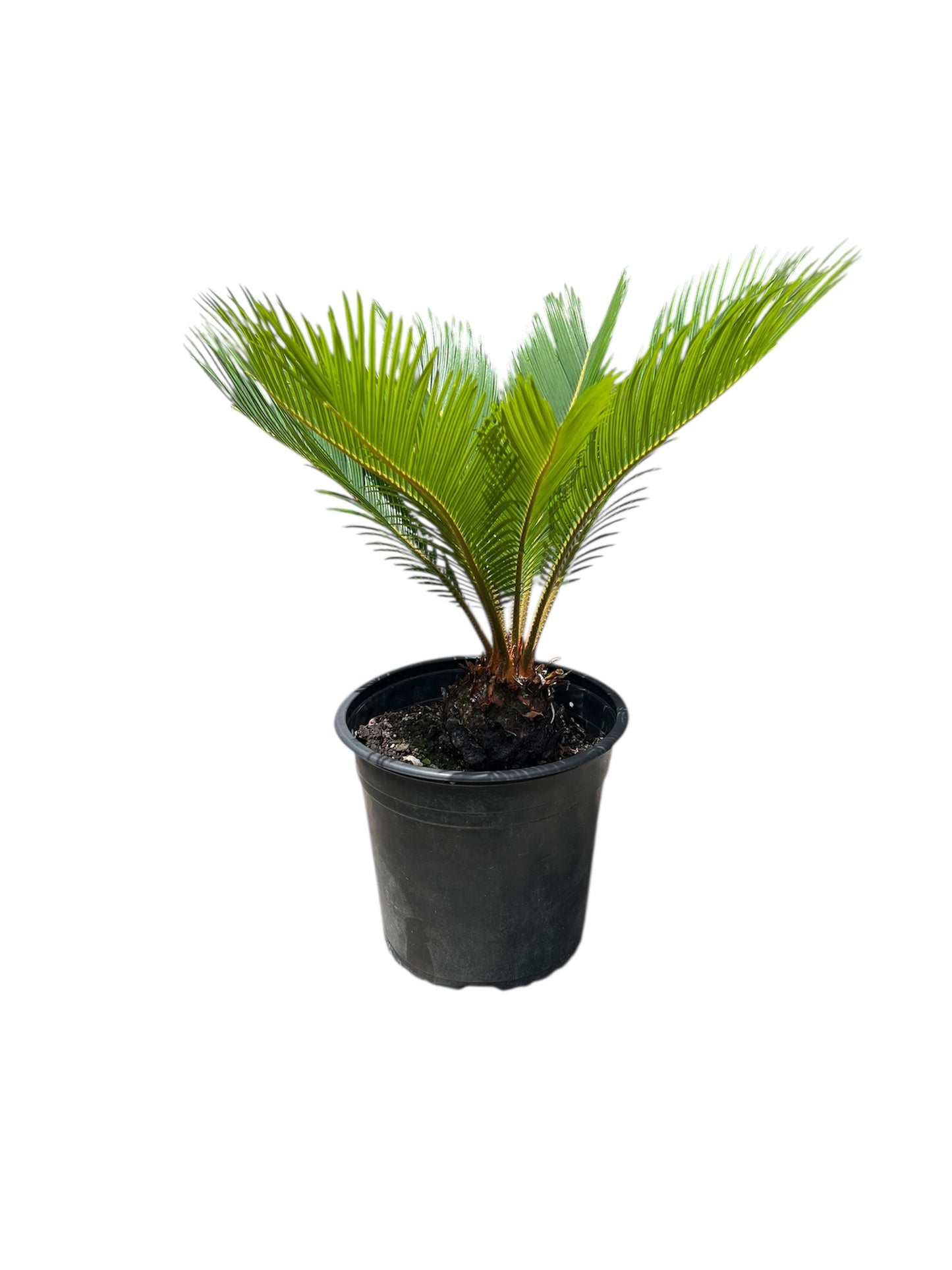 King Sago | Cycas revoluta 4.7ltr