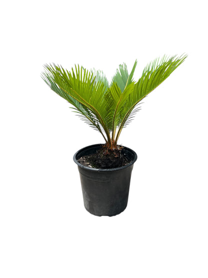 King Sago | Cycas revoluta 4.7ltr