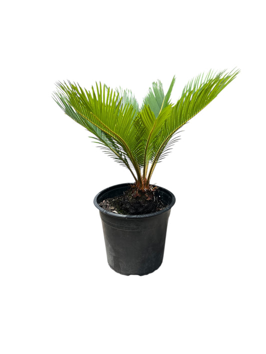 King Sago | Cycas revoluta 4.7ltr