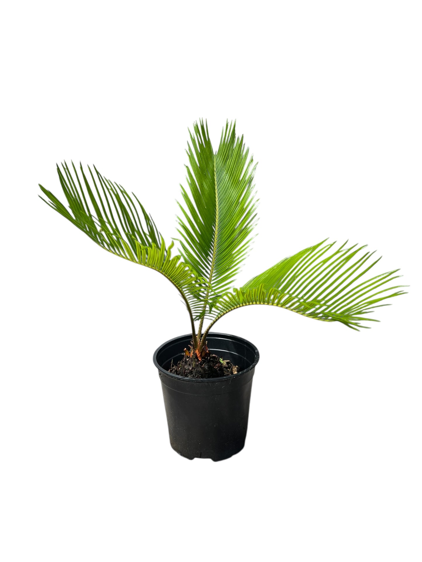 King Sago | Cycas revoluta 2.5ltr