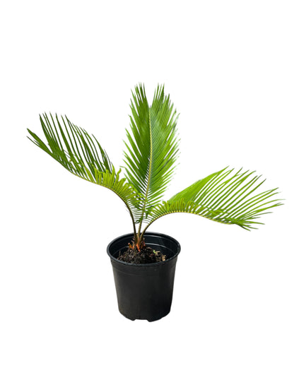 King Sago | Cycas revoluta 2.5ltr