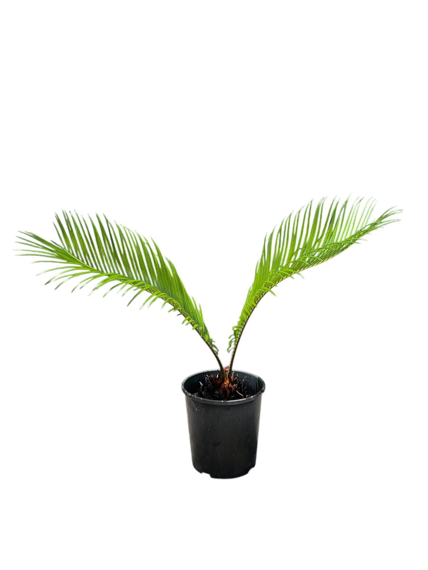 King Sago | Cycas revoluta 2.5ltr