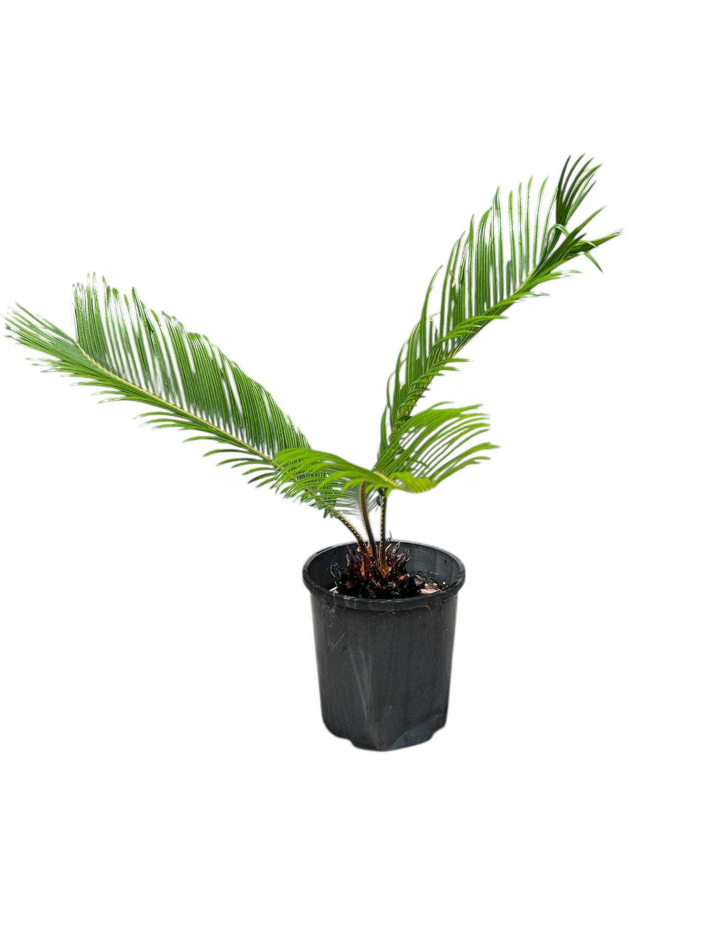 King Sago | Cycas revoluta 2.5ltr