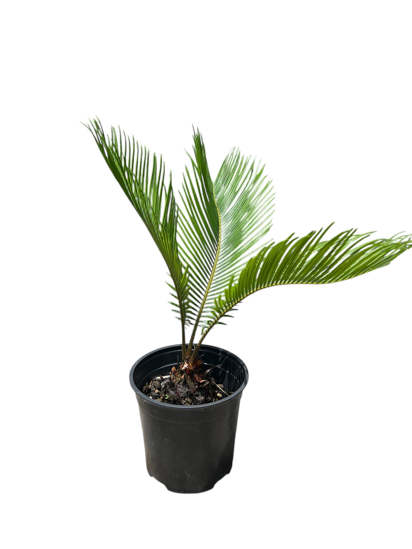 King Sago | Cycas revoluta 2.5ltr