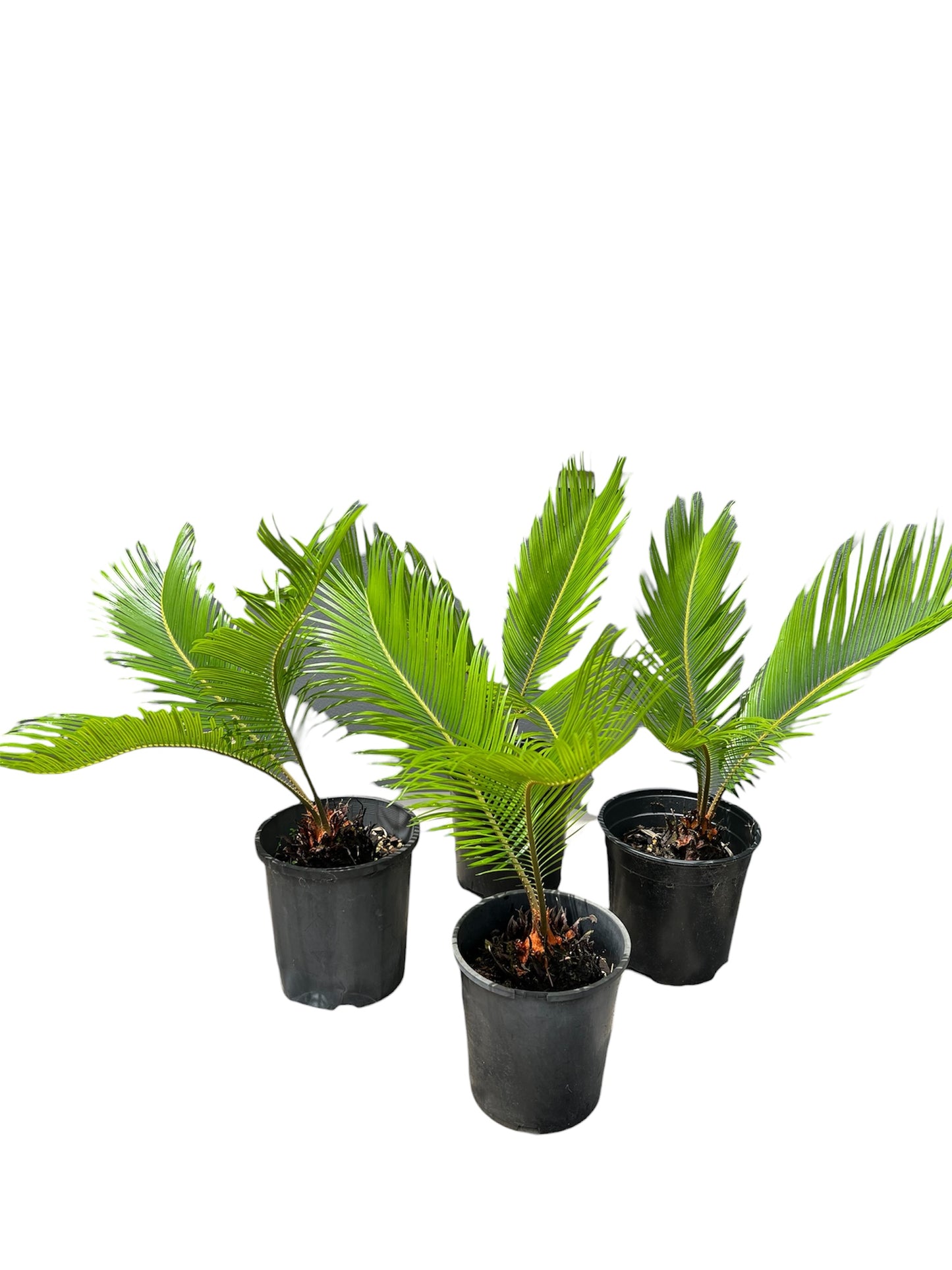 King Sago | Cycas revoluta 2.5ltr