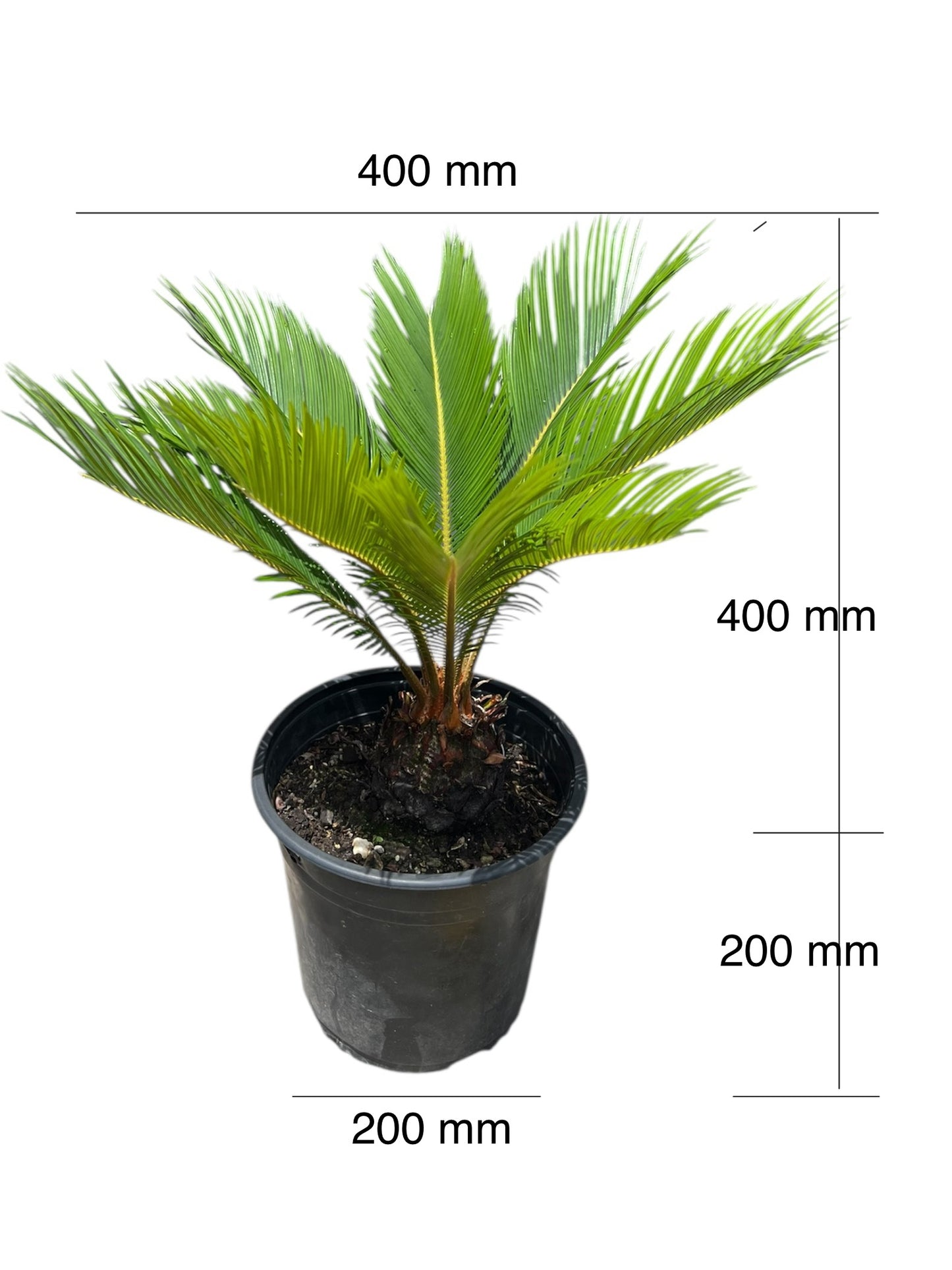 King Sago | Cycas revoluta 4.7ltr