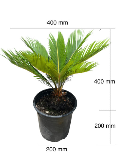 King Sago | Cycas revoluta 4.7ltr