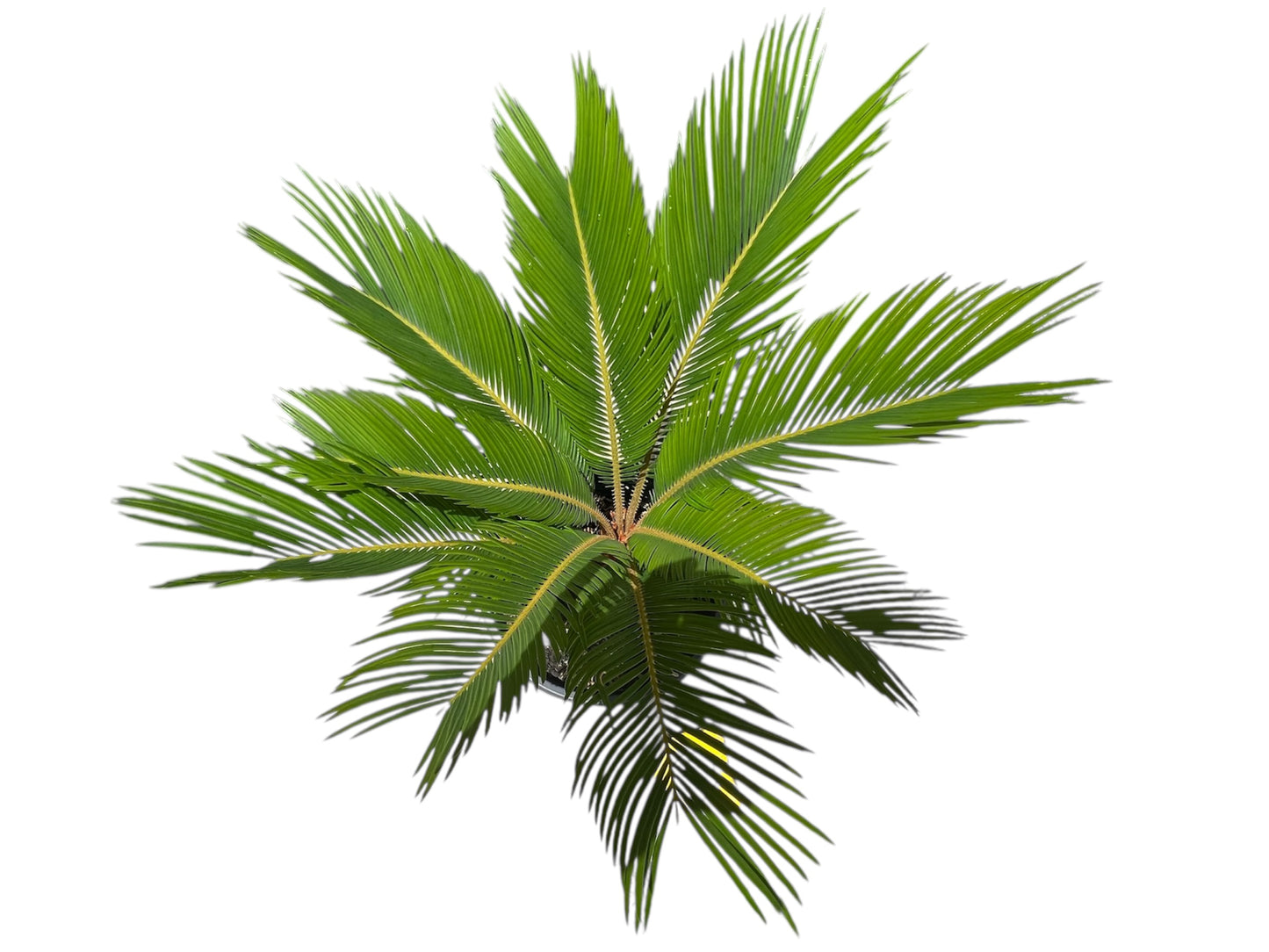 King Sago | Cycas revoluta 4.7ltr