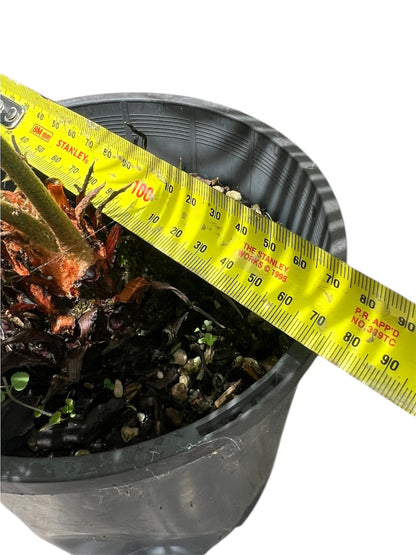 King Sago | Cycas revoluta 2.5ltr