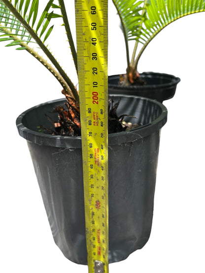 King Sago | Cycas revoluta 2.5ltr