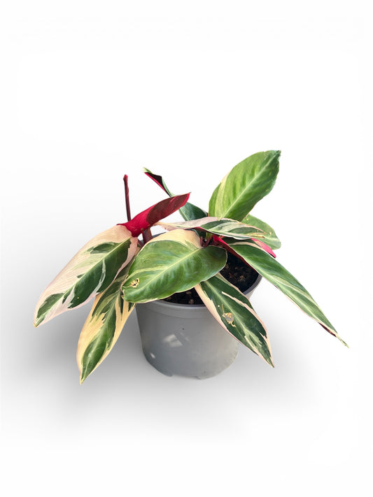 Stromanthe ‘Triostar’ – 17cm Pot