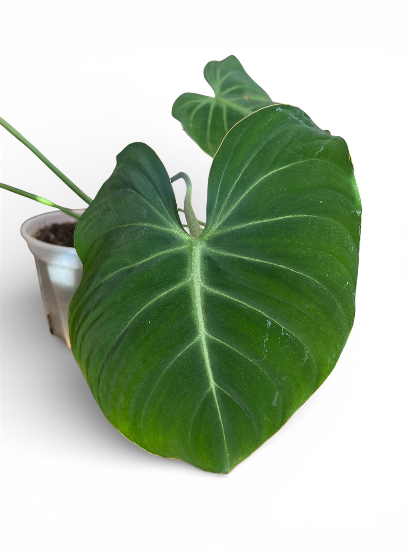 philodendron gloriosum nz Philodendron Gloriosum – Jungle Story