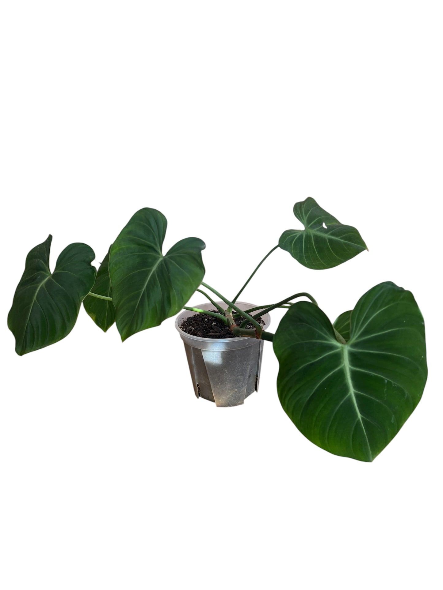 philodendron gloriosum nz Philodendron Gloriosum – Jungle Story