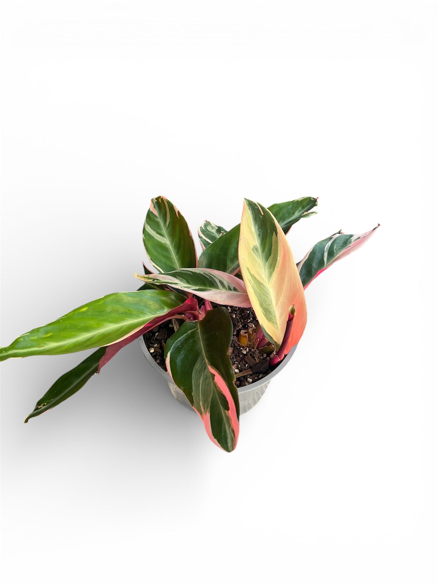 Stromanthe ‘Triostar’ – 17cm Pot