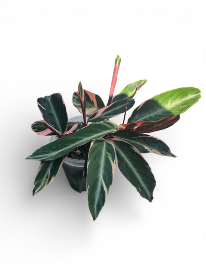 Stromanthe ‘Triostar’ – 17cm Pot