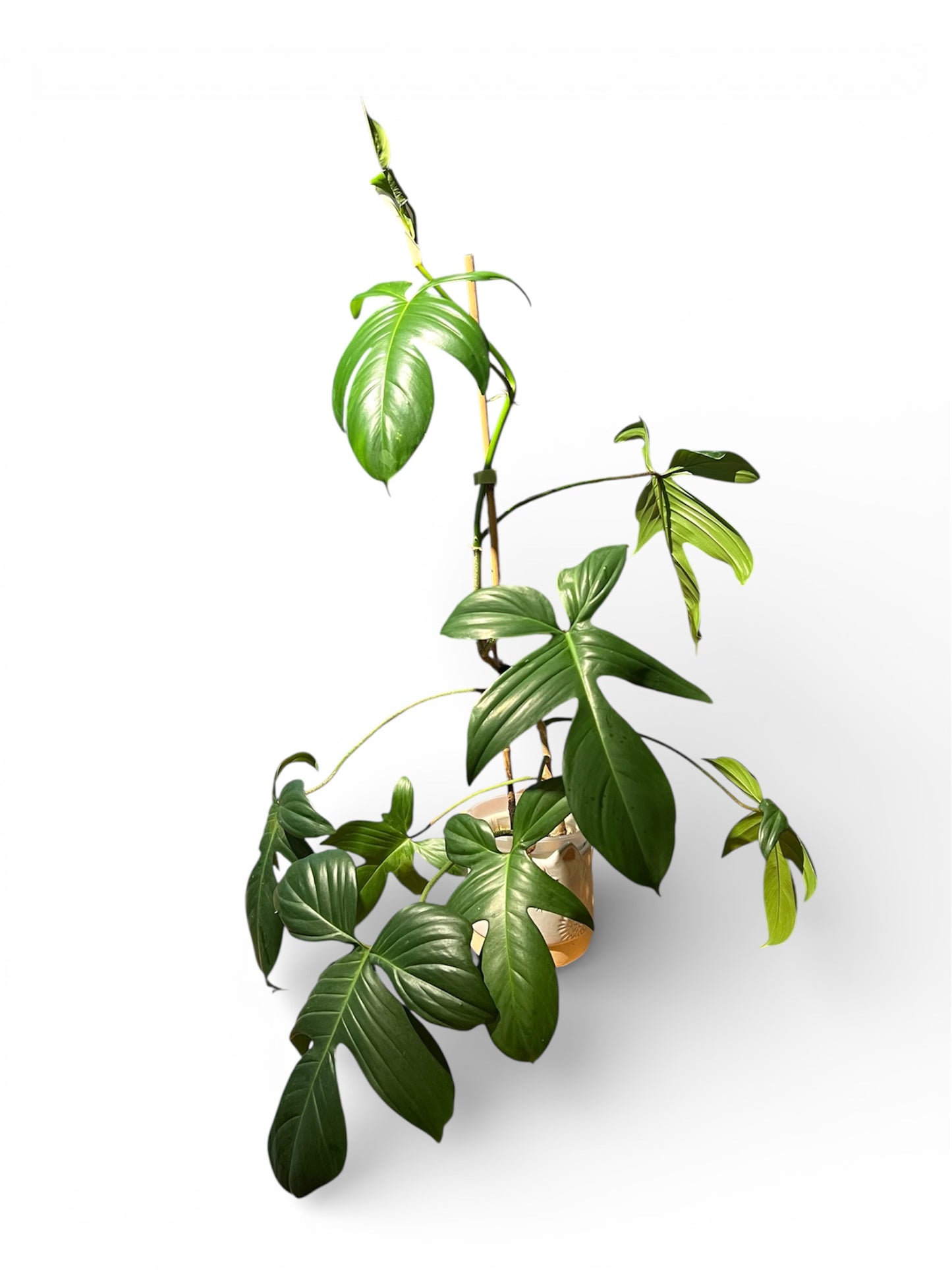 Philodendron 'Florida' (Small)