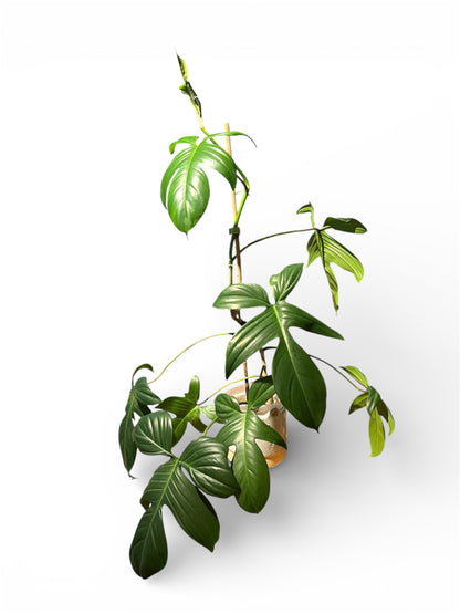 Philodendron 'Florida' (Small)