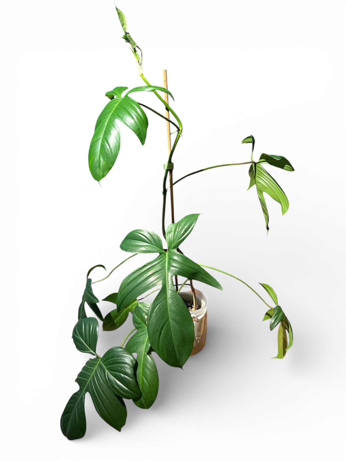 Philodendron 'Florida' (Small)